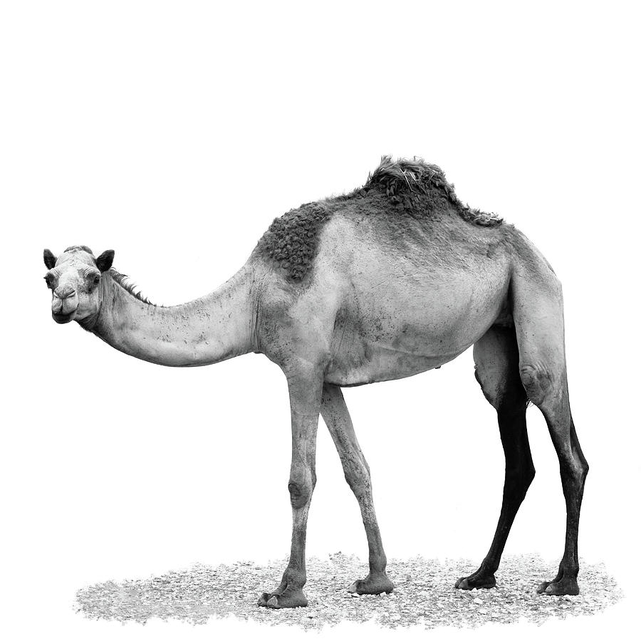Wild Camel Photograph