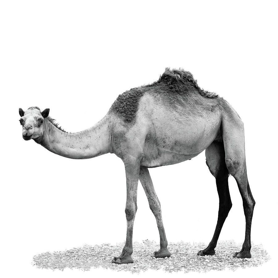 Wild camel by Alexey Stiop