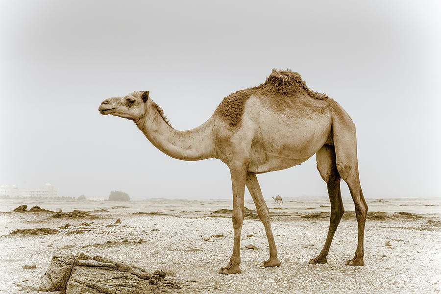 Wild Camel In Oman Photograph