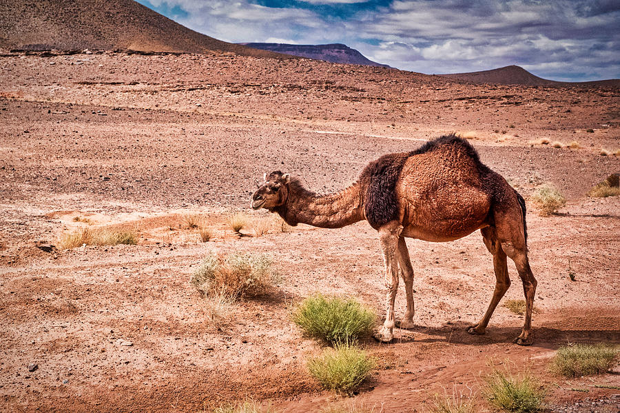 Wild Camel - Morocco Photograph by Stuart Litoff
