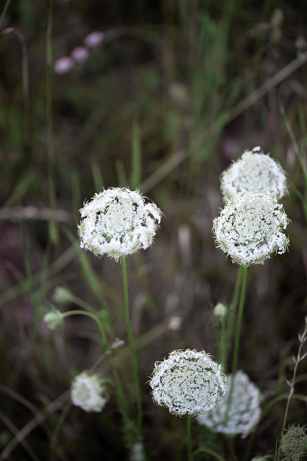 Wild Carrot Flowers Photograph by Syl Loves