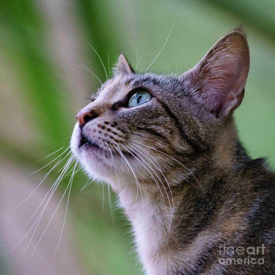 Wild Cat Portrait Profile Photograph by Pablo Avanzini