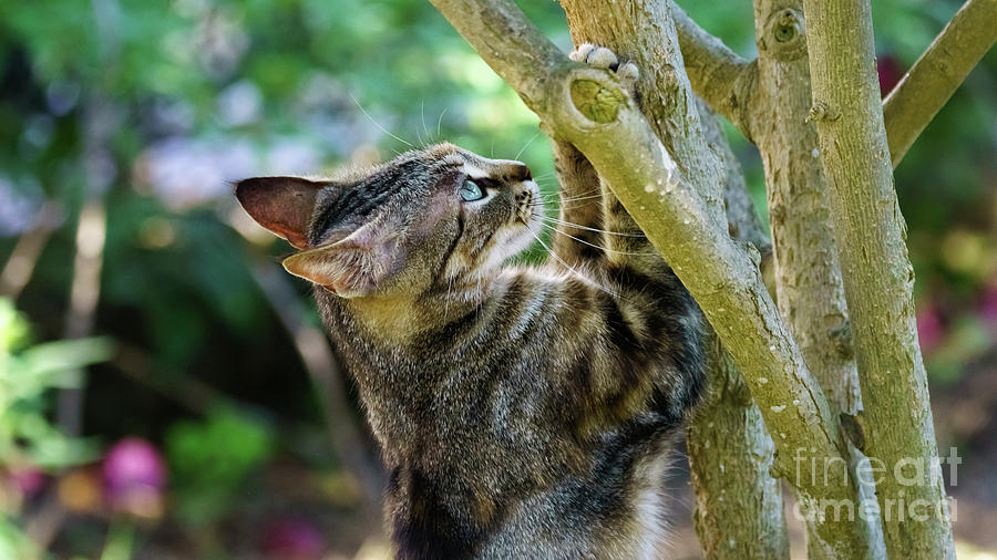Wild Cat with Paws on a Tree Photograph by Pablo Avanzini