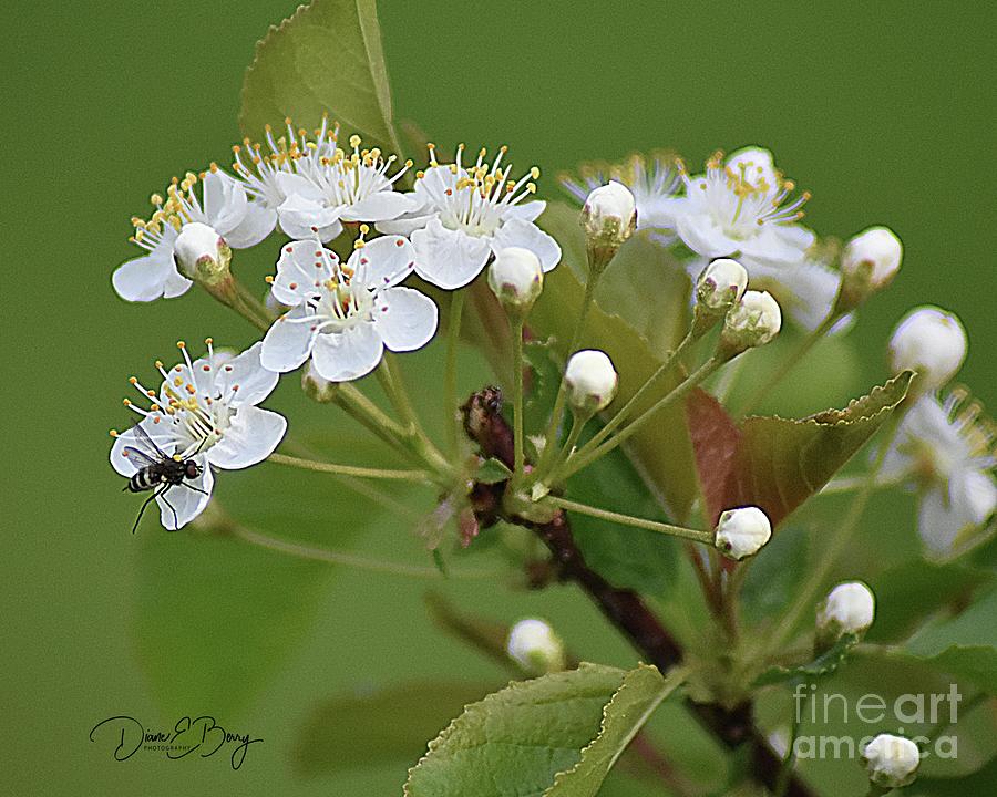Wild Cherry Blossom Bug Photograph by Diane E Berry