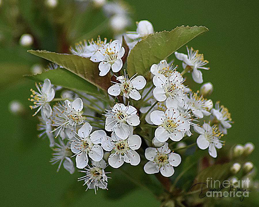 Wild Cherry Blossoms Photograph by Diane E Berry