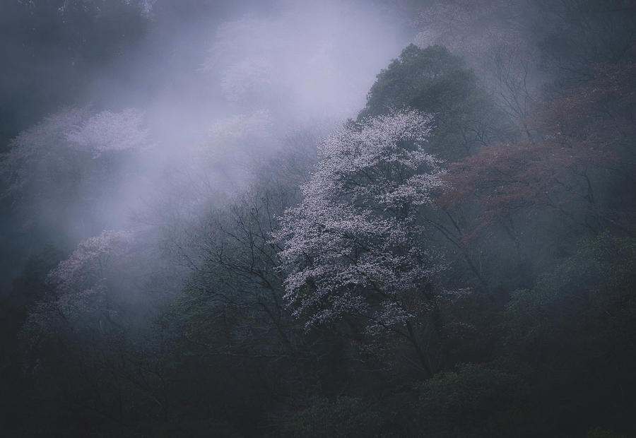 Spring Photograph - Wild Cherry Tree by Takafumi Yamashita