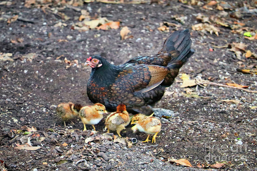 Wild Chickens Photograph - Wild Chickens by Kelly Pennington Wild Chickens Photograph - Wild Chickens by Kelly Pennington
