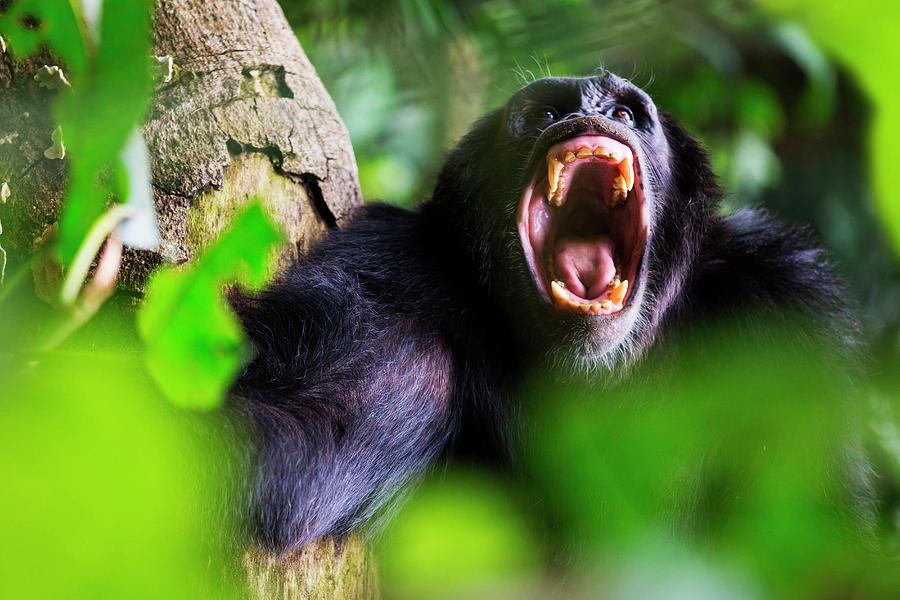 Wild Chimp Screaming Digital Art by Marco Gaiotti