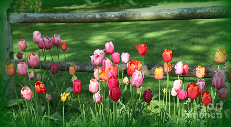 Flower Photograph - Wild Colorful Roadside Tulips by Dora Sofia Caputo