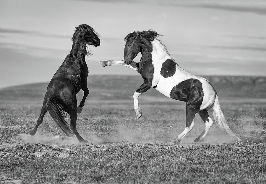 Wild Conflict Black and White Photograph by Darlene Smith
