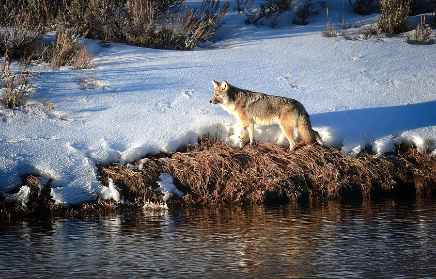 Wild Coyote Photograph by Karen Wiles