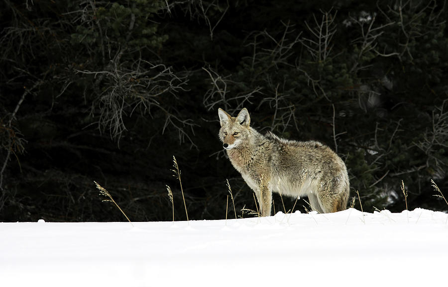 Wild Coyote Photograph by Ronnie And Frances Howard