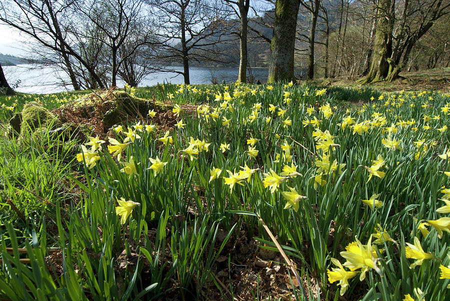 Wild Daffodil At Glencoyne Bay, Ullswater, Lake District Photograph by ...