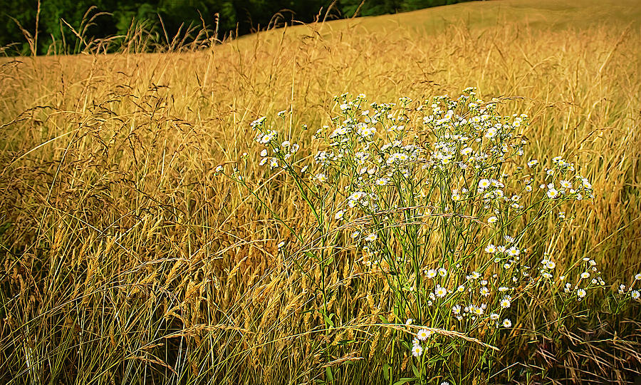 Wild Daisy In Grain Field Photograph
