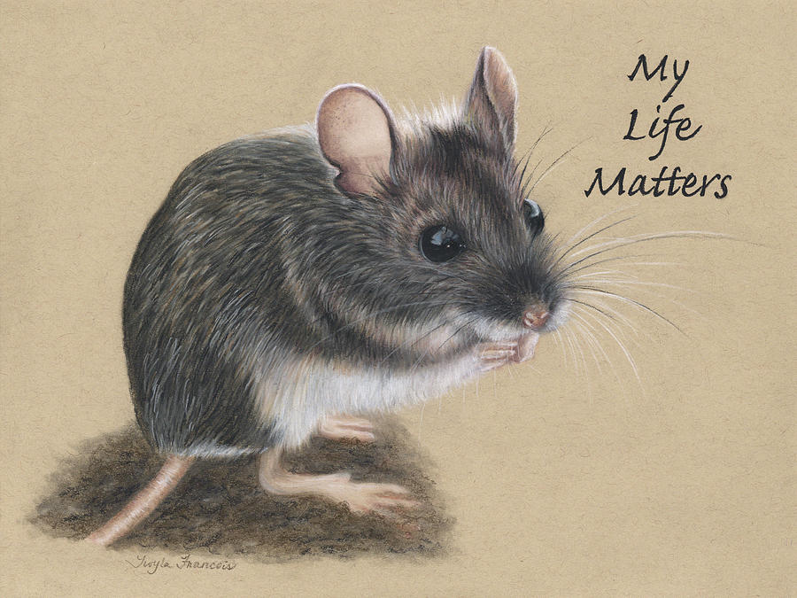 Wild Deer Mouse Drawing by Twyla Francois