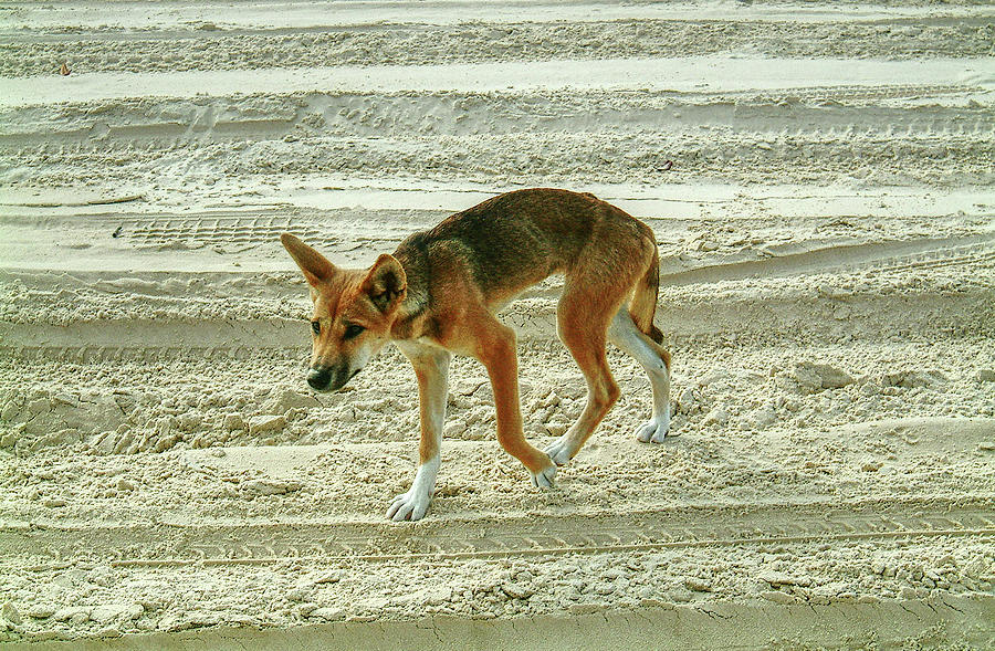 Wild Dingo On Fraser Island Walking Queensland Australia Photograph
