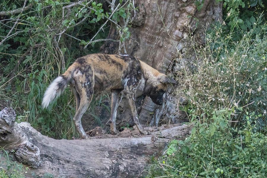 Wild Dog Photograph by Lee Alloway