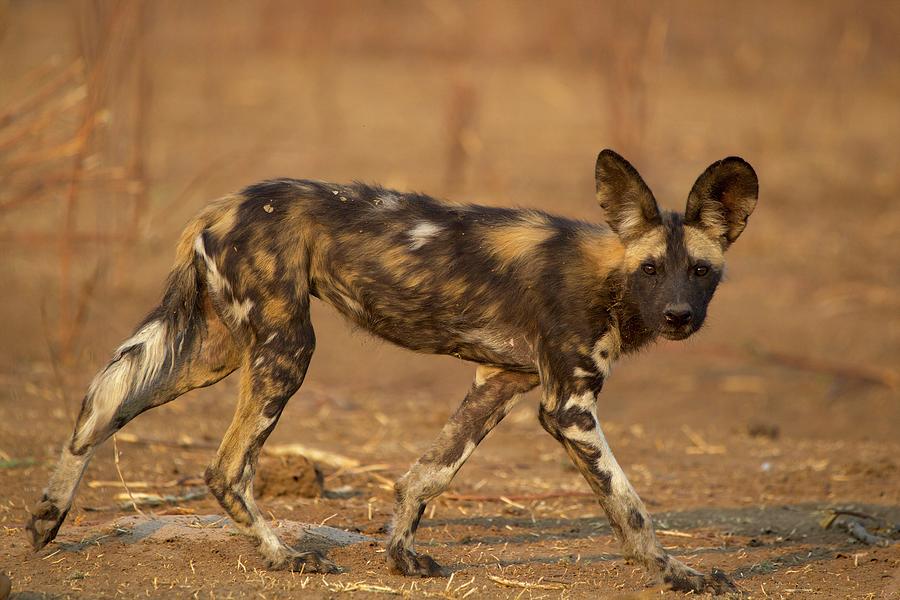 Wild Dog - Lycaon Pictus - Critically Endangered Digital Art by David ...