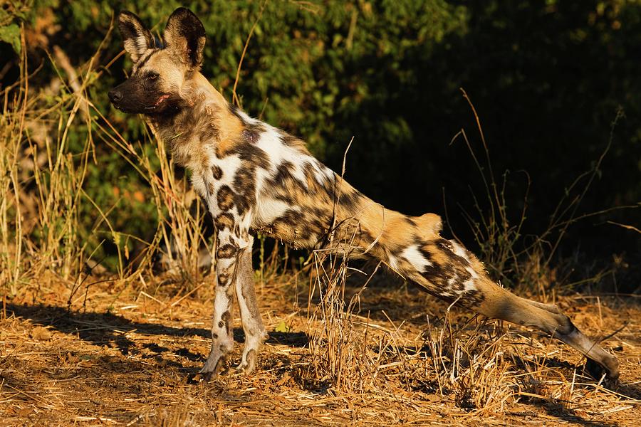 Outdoor Photograph - Wild Dog (lycaon Pictus) Stretching by Roger De La Harpe