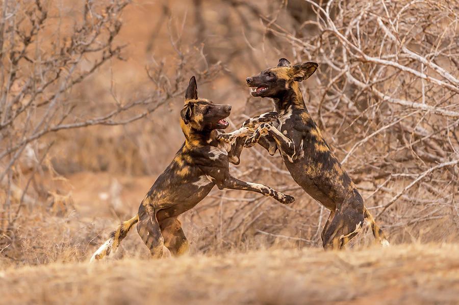 Wild Dogs At Play Photograph by Ted Taylor