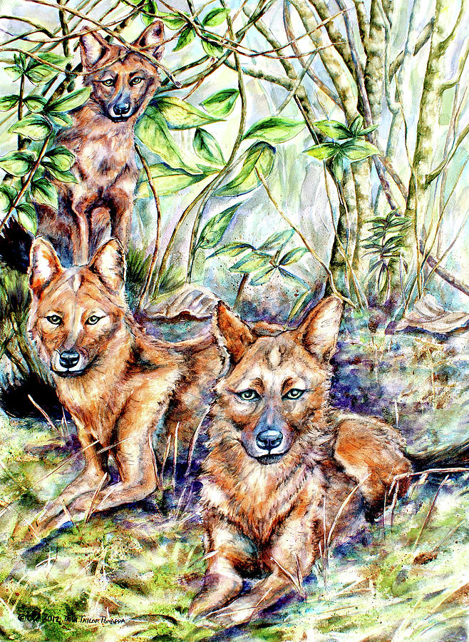 Wild Dogs or Dhole Painting by Trish Taylor Ponappa