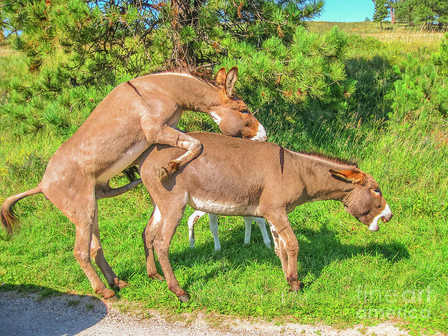 Wild Donkeys mating Photograph by Benny Marty