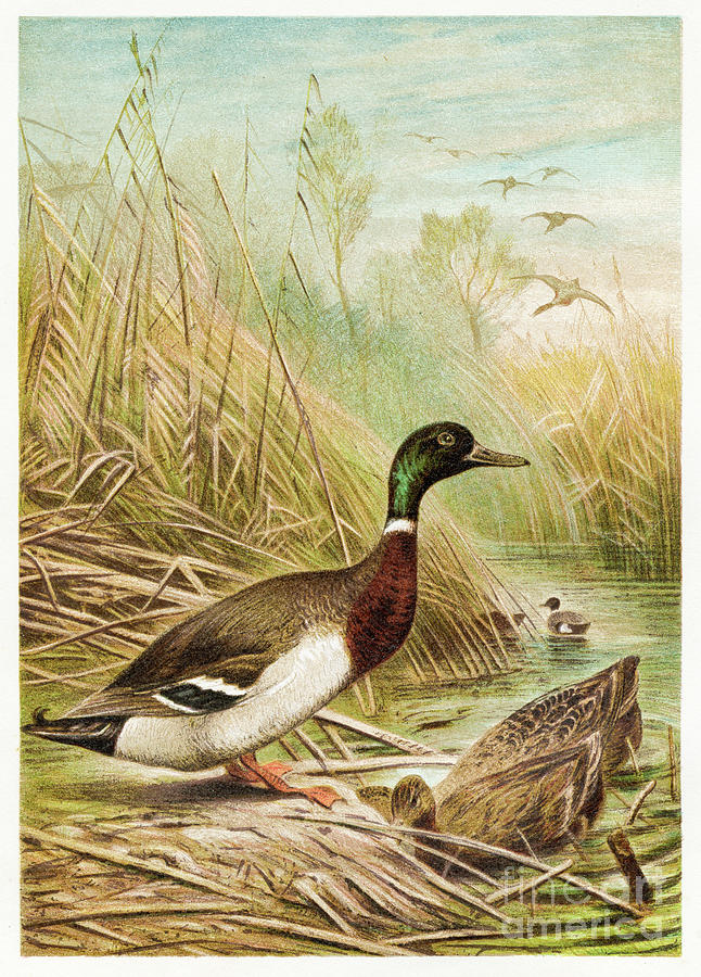 Duck Digital Art - Wild Duck Engraving 1892 by Thepalmer