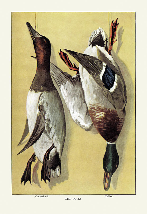 Wild Ducks Painting by Artemas Ward