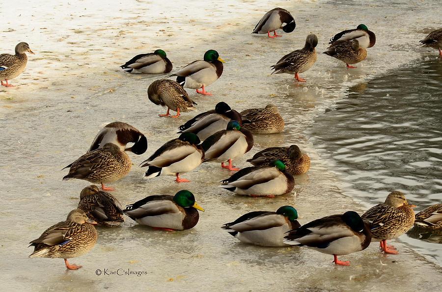 Wild Ducks Resting on Ice Photograph by Kae Cheatham