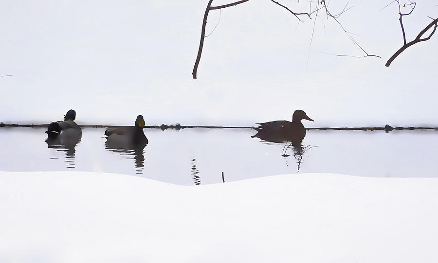 Wild ducks swim in a freezing winter pond 6 Painting by Jeelan Clark