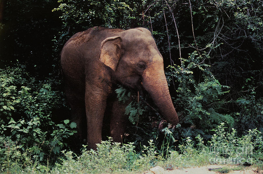 Wild Elephant At The Side Of The Road Photograph by 