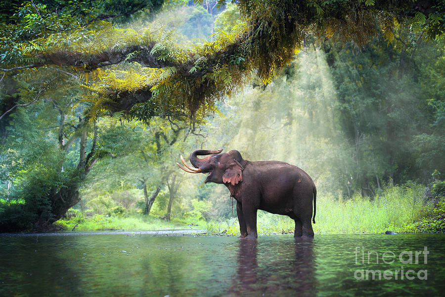 Wild Elephant In The Beautiful Forest Photograph by Bundit Jonwises