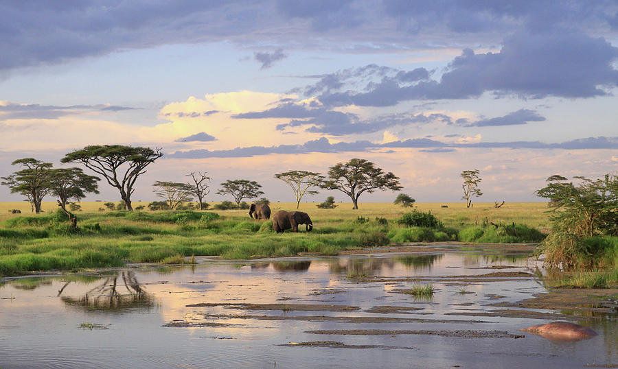 Wild Elephants - Tanzania Photograph by Christophe Paquignon