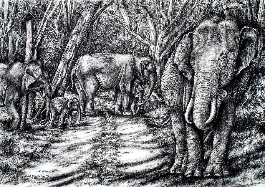 Wild Elephants Drawing by Trish Taylor Ponappa