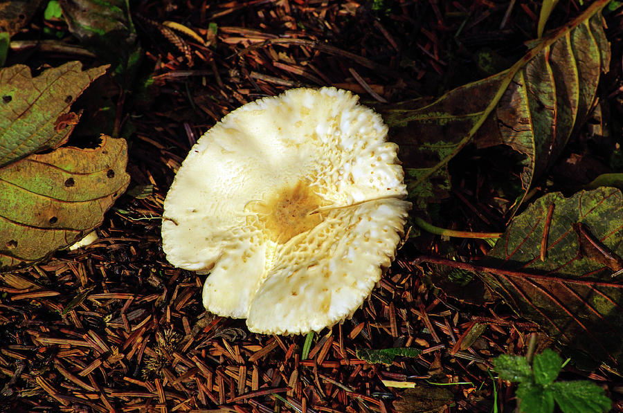 Wild Field Mushroom Photograph by Tikvahs Hope