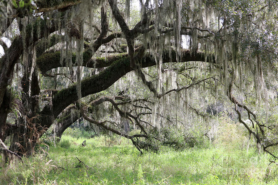 Wild Florida Landscape with Old Oak Photograph by Carol Groenen