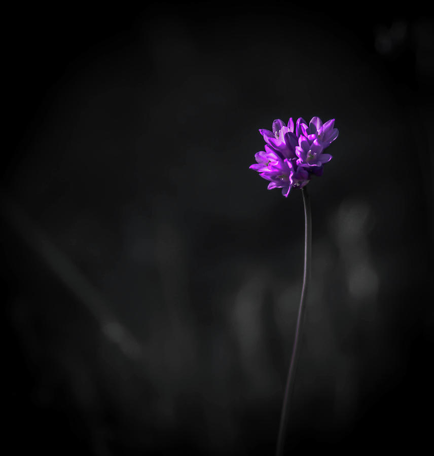 Wild Flower Photograph by Debra Kewley