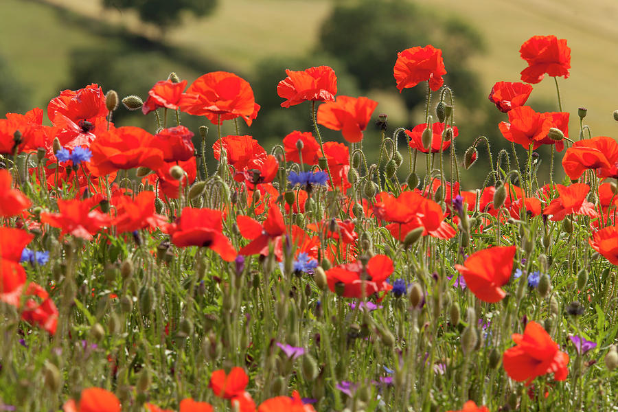 Wild Flower Meadow, Common Poppy, Derbyshire, Uk Photograph by Paul ...