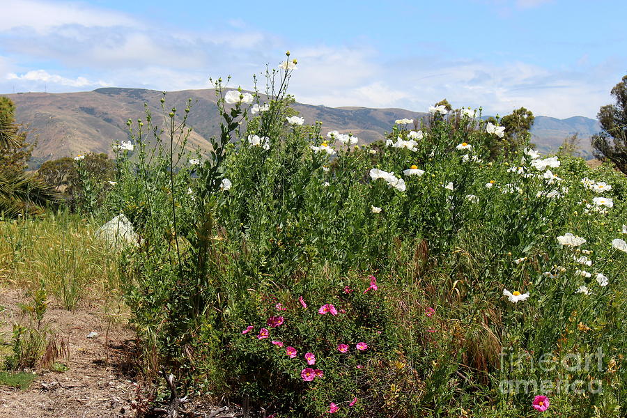 Wild Flowers And Hills Photograph