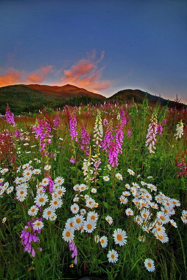 Wild Flowers At Sunset 1 Photograph by Carlos Rojas