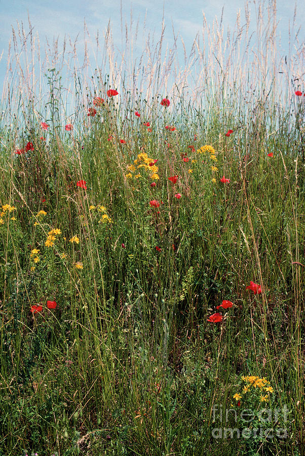 Wild Flowers Beside A Road In France Photograph by Science Photo Library Wild Flowers Beside A Road In France Photograph by Science Photo Library