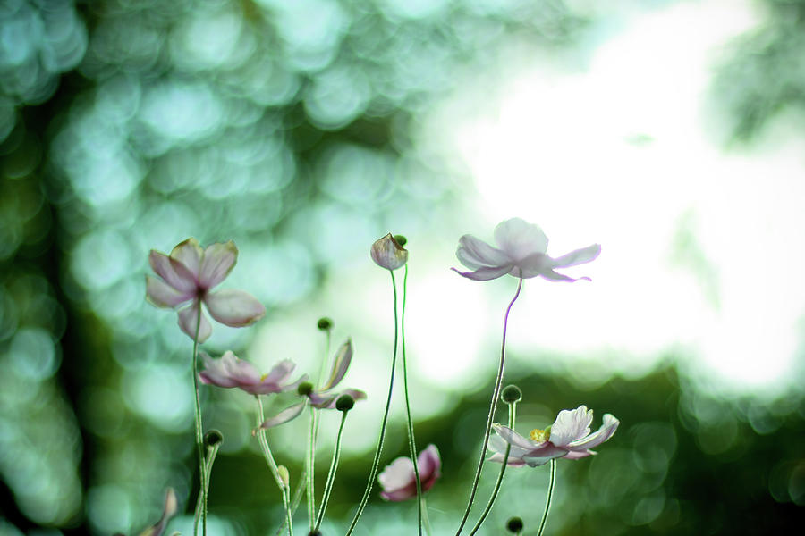 Wild Flowers Photograph by (c) Harold Lloyd
