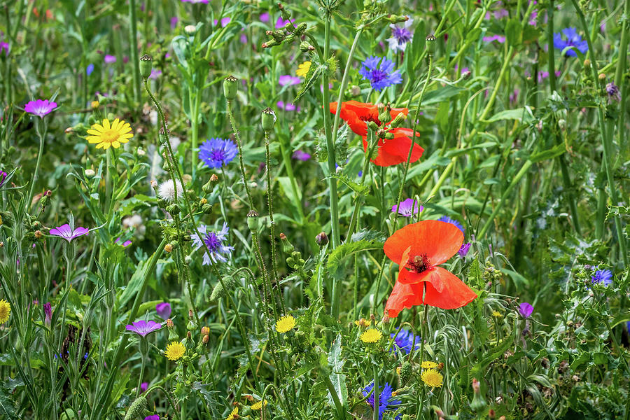 Wild Flowers   Photograph by Chris Smith