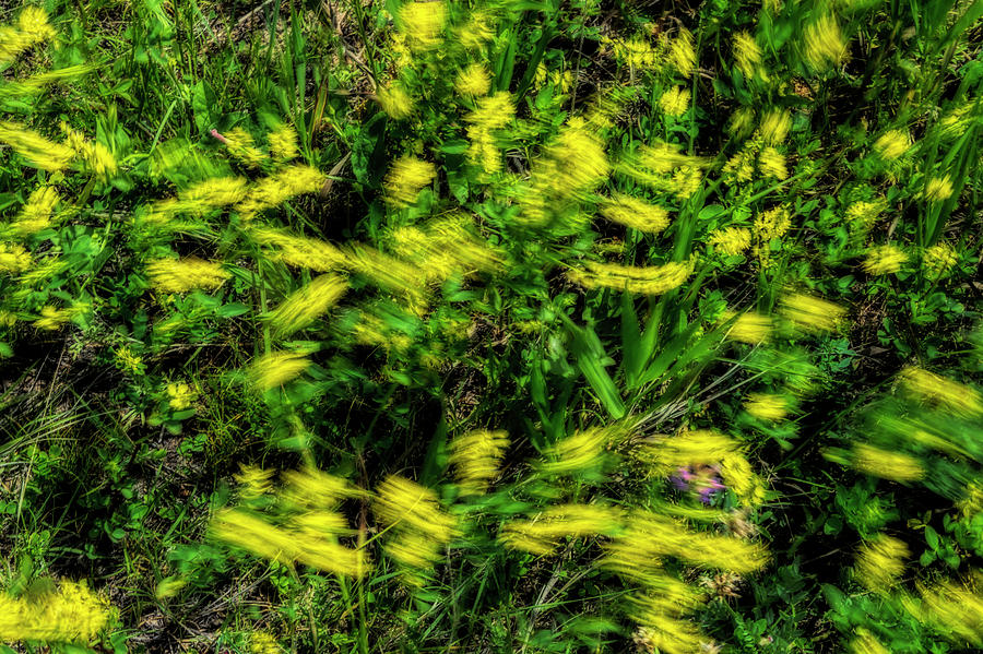 Wild flowers in motion on prairie of South Dakota Photograph by Dan Friend
