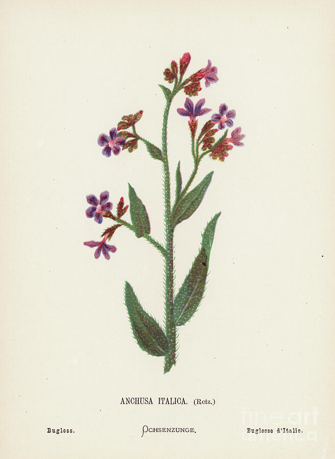 Flower Drawing - Wild Flowers Of The Holy Land  Anchusa Italica, Retz  Bugloss by Hannah Zeller