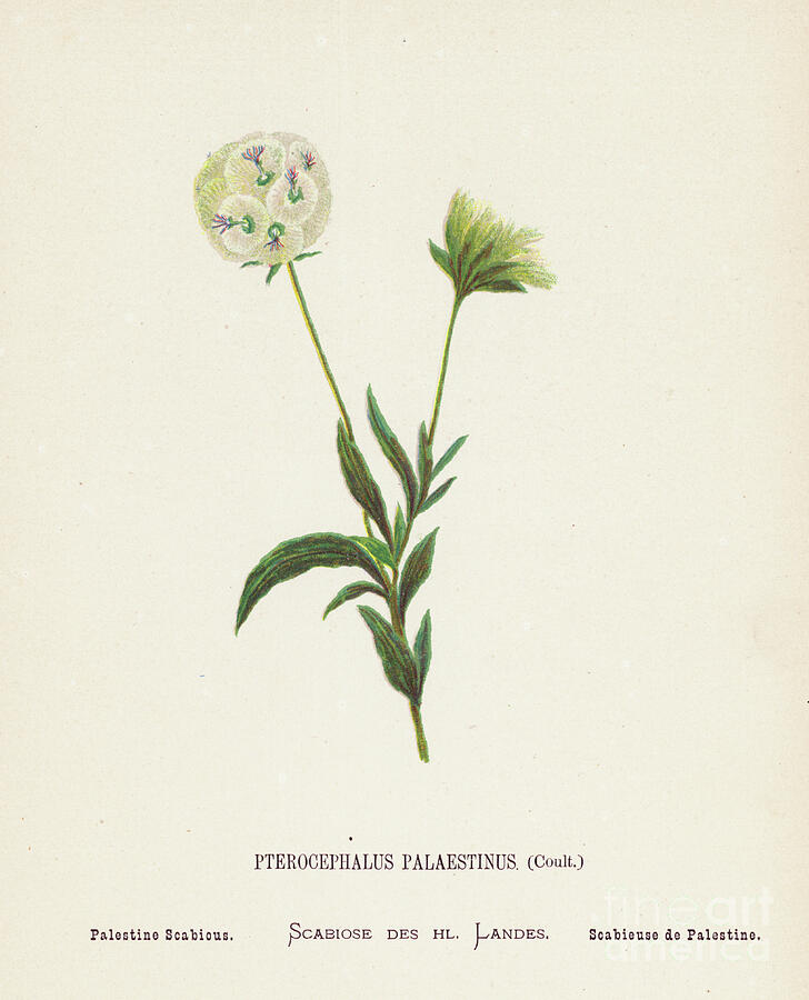 Wild Flowers Of The Holy Land Pterocephalus Palaestinus, Coult ...