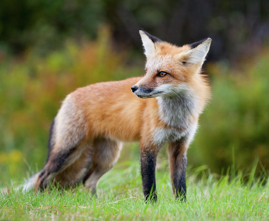 Wild Fox Photograph by Chgr