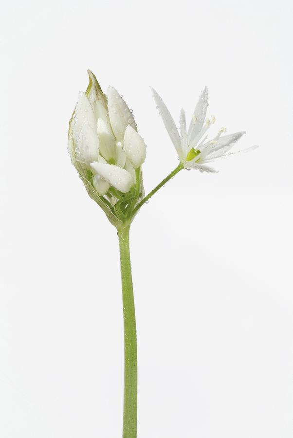 Flower Photograph - Wild Garlic, Allium Ursinum by Unknown