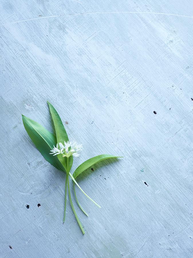 Wild Garlic Leaves And Flowers Photograph by Oliver Brachat