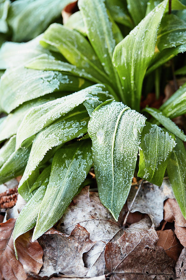 Wild Garlic Leaves With Frost Photograph by Brigitte Sporrer